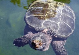 肌醇——魚、蝦飼料的能量補給站！